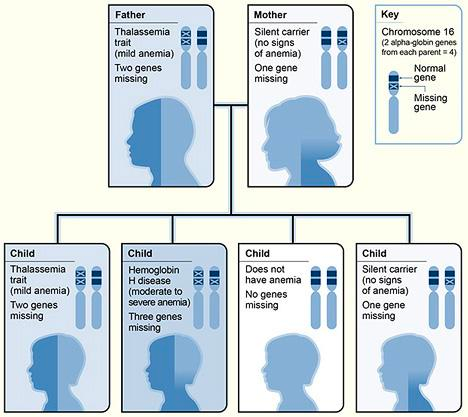 Inheritance pattern for α-thalassemia