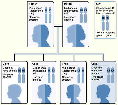 Inheritance pattern for β-thalassemia