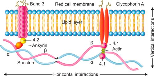 Structure of a red cell membrane