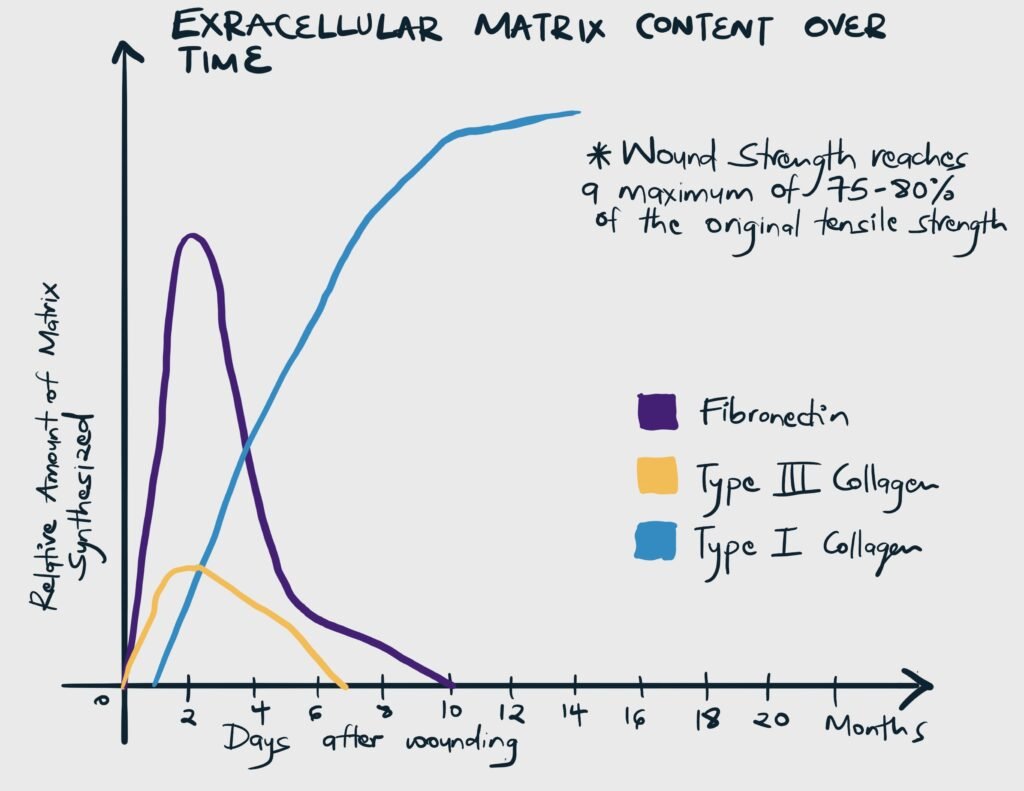 Extracellular matrix content with time