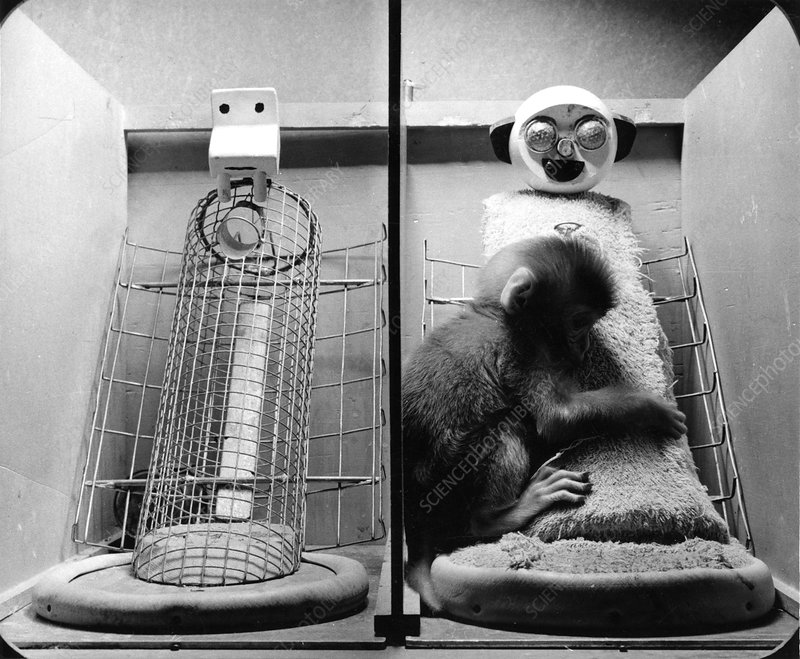 Harry Harlow’s experiment with newborn rhesus monkeys