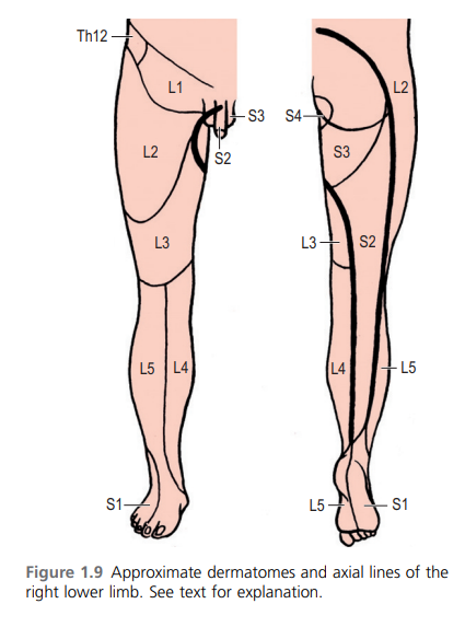 Lower Limb Dermatomes
