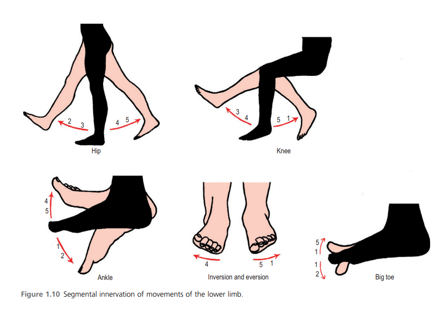 Lower Limb Movements