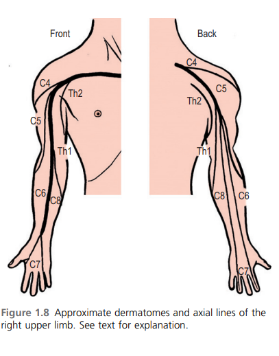 Upper Limb Dermatomes