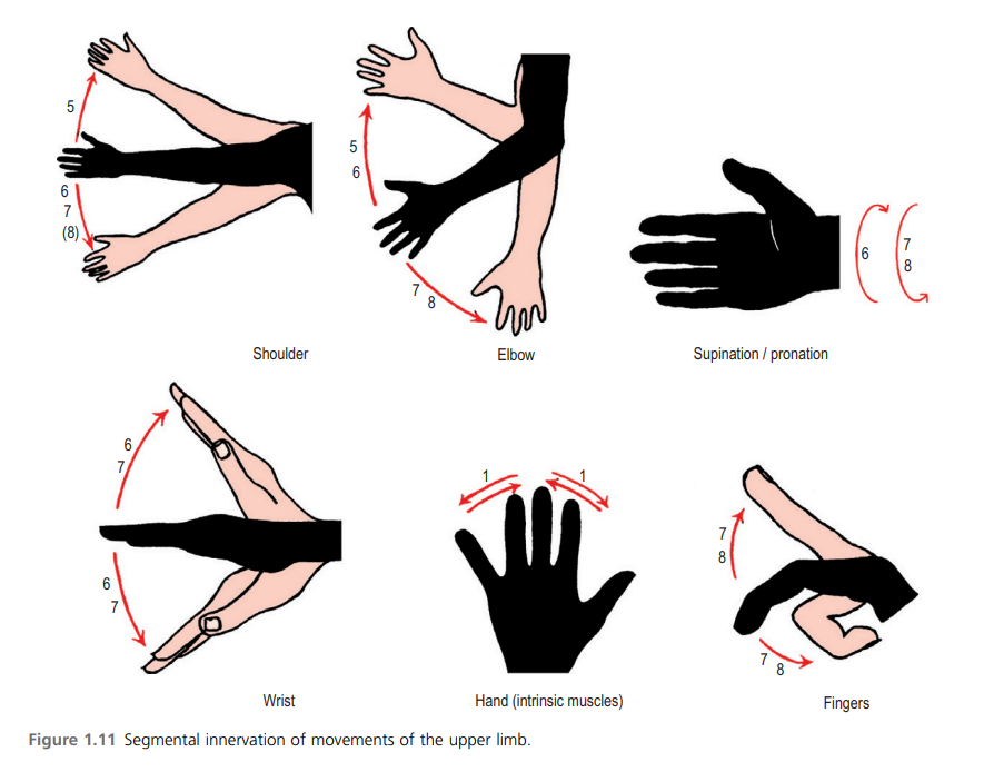 Upper Limb Movements