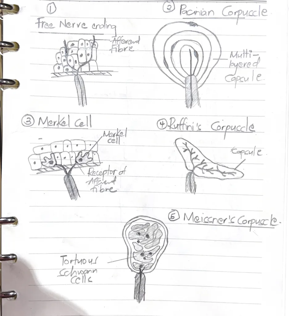 Neural elements of the skin