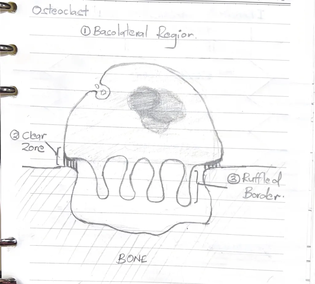 Zones of an active osteoclast
