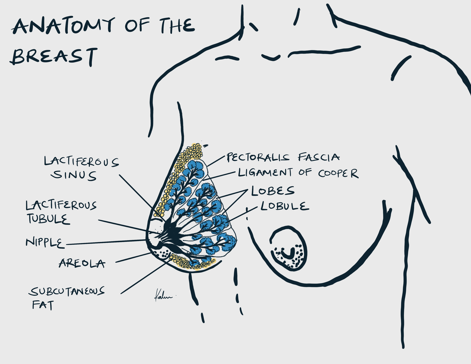 Anatomy of the breast