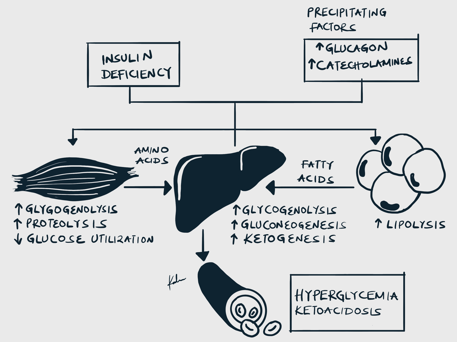 Pathophysiology of DKA, Pathogenesis of DKA