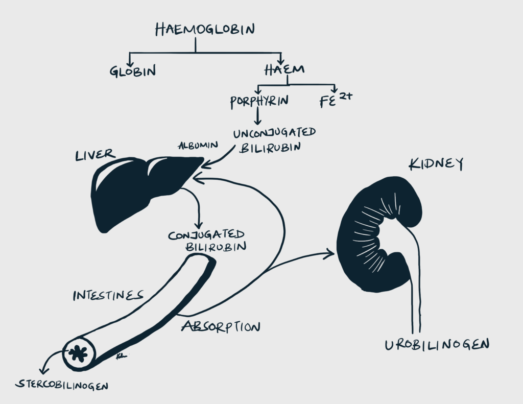 old man with jaundice Hyperexcision Biology Diagrams