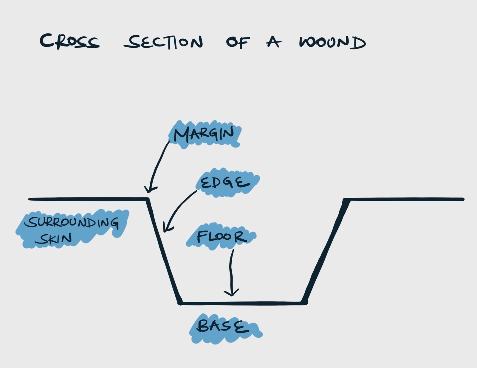 Crosss section of a wound