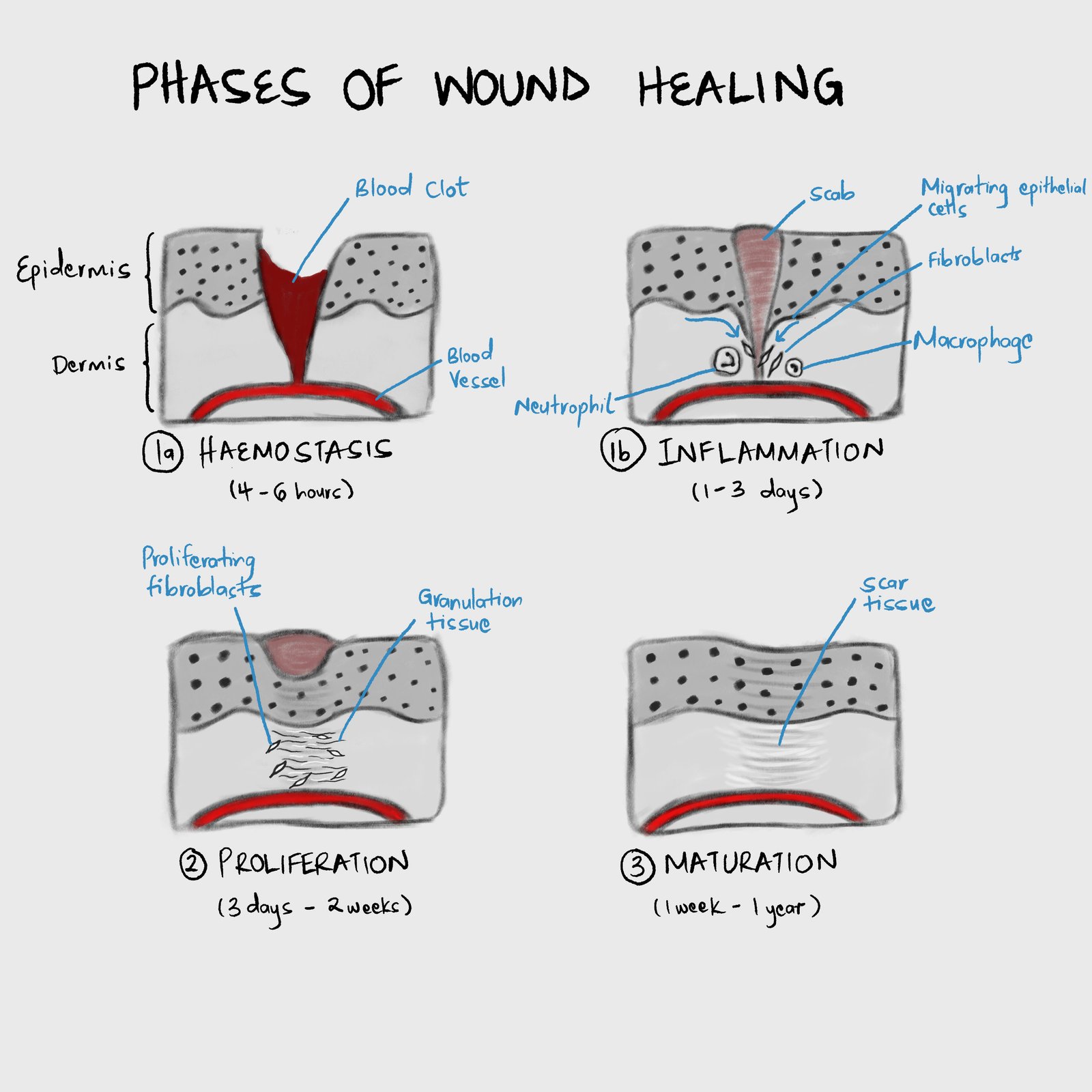Phases of wound healing